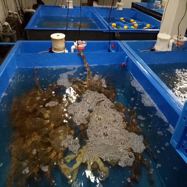 buy live red king crab online