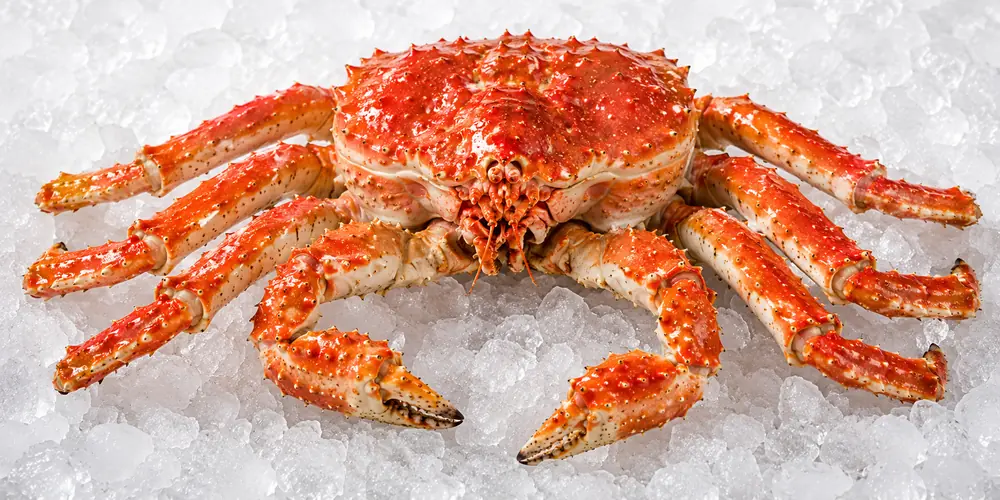 Whole Alaskan King Crab displayed on crushed ice, featuring its vibrant orange-red shell, large spiny legs, powerful claws, and distinctive textured body. A premium seafood presentation suitable for wholesale, restaurant, hotel, and foodservice use.