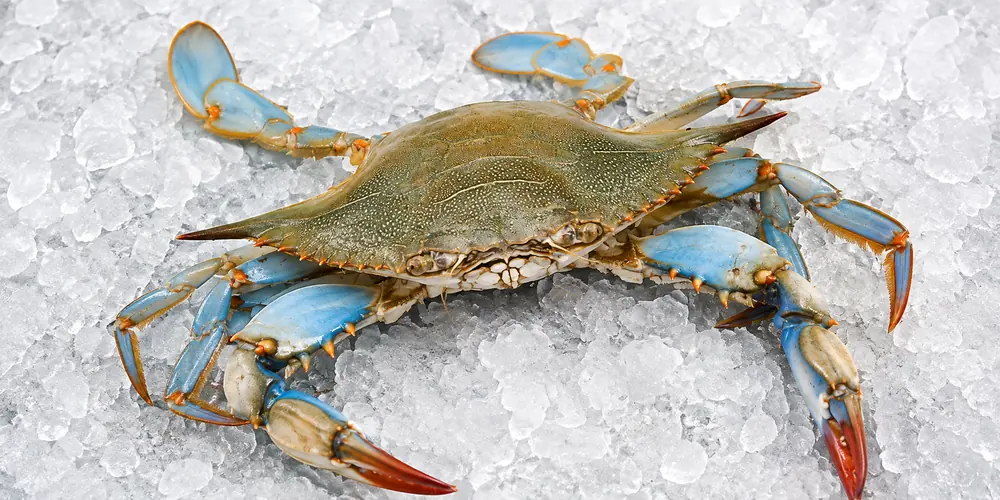 Whole Blue Crab displayed on crushed ice, featuring its distinctive blue legs, olive-green shell, and vibrant red-orange claw tips. Ideal for wholesale seafood suppliers, restaurants, hotels, retailers, and foodservice businesses.