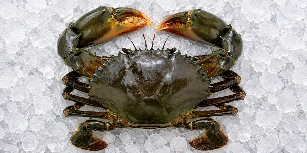 Whole crab with large claws displayed on crushed ice 