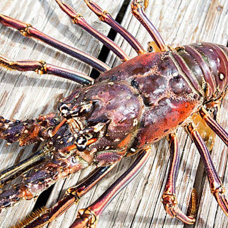 Whole Caribbean spiny lobster wild caught premium seafood wholesale