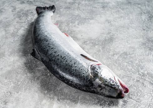 Premium frozen salmon fillets and 4–8 oz portions with 10–20% glaze, −18°C cold chain, HACCP docs—ready for restaurants and retail.