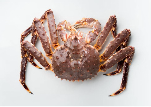 Premium live Norwegian red king crab (1.5kg–5kg+), packed with oxygenated liners for rapid air freight and peak freshness