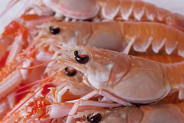 Fresh live Norwegian langoustines (Norway lobster) prepared for wholesale supply and international seafood export from Norway.
