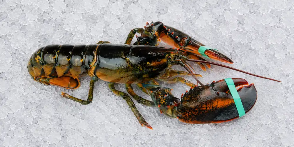 Whole lobster displayed for seafood supply