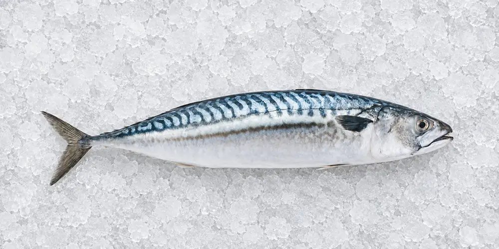 Fresh whole mackerel for commercial seafood supply