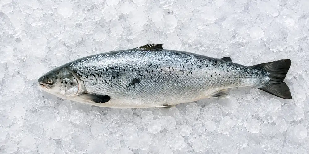 Whole Norwegian Atlantic salmon displayed on crushed ice